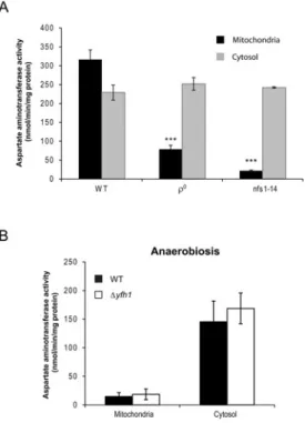 Figure 2 Deficiency in iron–sulfur clusters and loss of mitochondrial DNA cause a decrease in the activity of mitochondrial aspartate aminotransferase Activities of mitochondrial and cytosolic aspartate aminotransferase in (A) ρ 0 and nfs1 mutants and (B) 