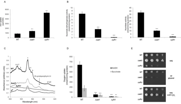 Figure 3 Iron metabolism, respiration and oxidative stress-related phenotypes of  aat1 cells