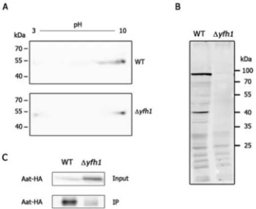 Figure 6 Mitochondrial aspartate aminotransferase is deacetylated in  yfh1 cells