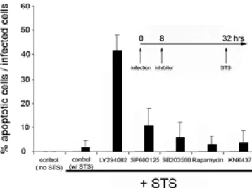 Figure 2. Cytochrome c Release from C. trachomatis-Infected Cells Treated with the PI3K Inhibitor