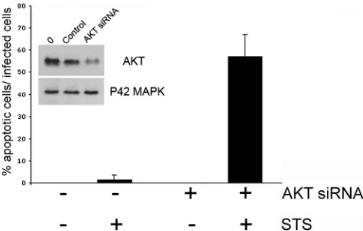 Figure 4. Effect of Inhibition of AKT Expression on Apoptosis of C.