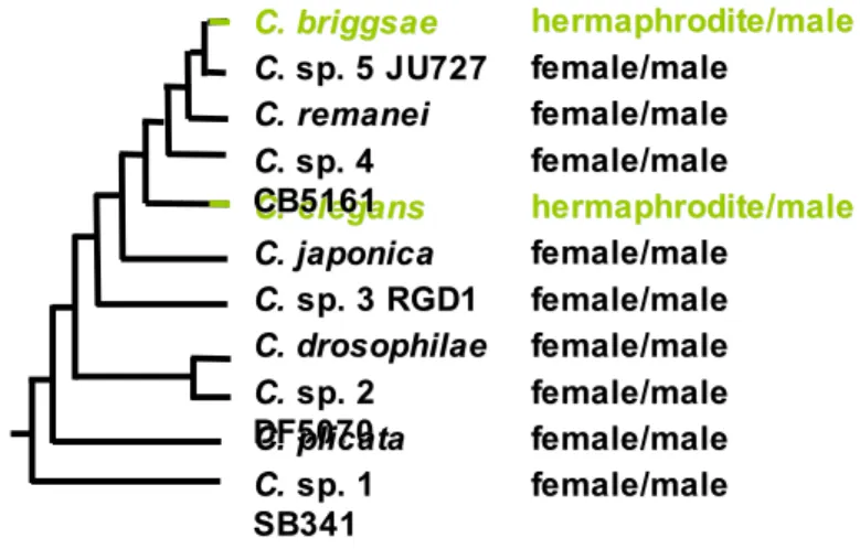 Figure 1. Convergent evolution of hermaphroditism in C. elegans and C. briggsae.
