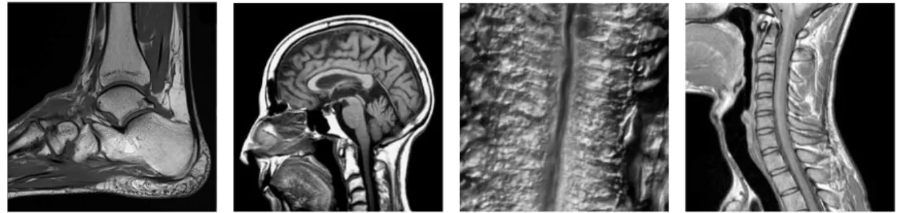 Fig. 1. Original images. From left to right: Ankle, Brain, Mouseintestine4, Neck.