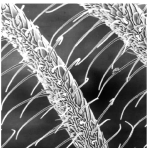 Figure 3 shows the results of the decomposition into ge- ge-ometry and texture components