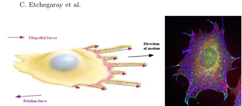 Fig. 1.1. Illustration of a moving cell, and picture of a fibroblast [MaSiBrYeMe08].