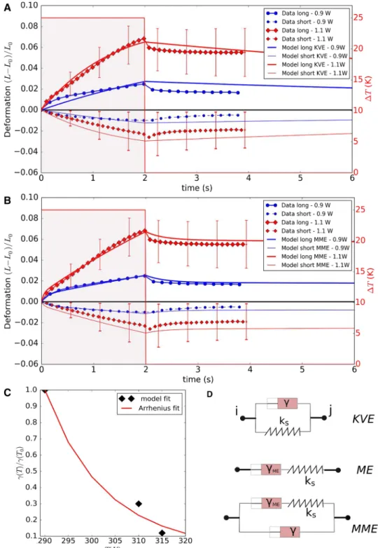 Fig. 5    a, b Comparison of  the simulated MDA-MB-231  cell deformation with the  experimental data in an optical  stretcher, using laser powers of  900 mW  and  1100 mW  
