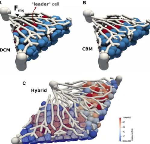 Fig. 10b), showing that this model is not in agreement with  the experimental data for a time window of 10 days after  intoxication, for both the DCM and the CBM
