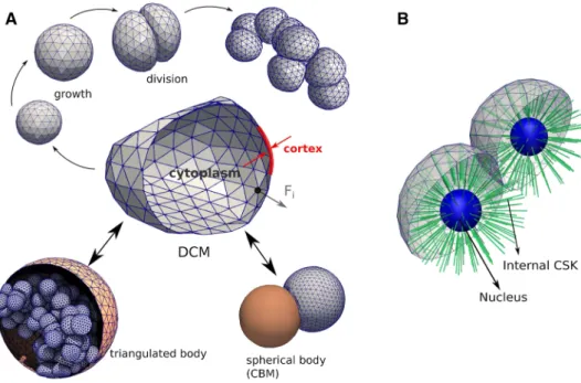 Fig. 1    a The force-based deformable cell model (DCM) and its basic  components and functionality used in this work