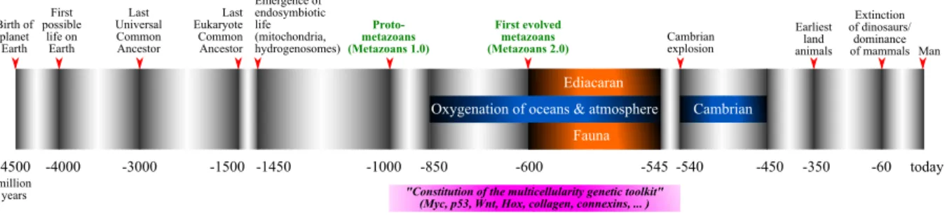 Figure 1: Schematic timeline of the evolution of life on Earth, emphasising emergence of multicellularity between -1000 and -500 million years from now (taken from [6]).