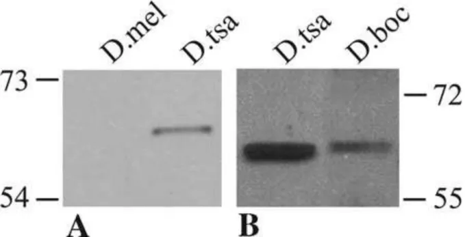 Figure 2: Presence of the P-TSA and P-BOC neoproteins in their host species. Western blot  on adult protein extracts of D