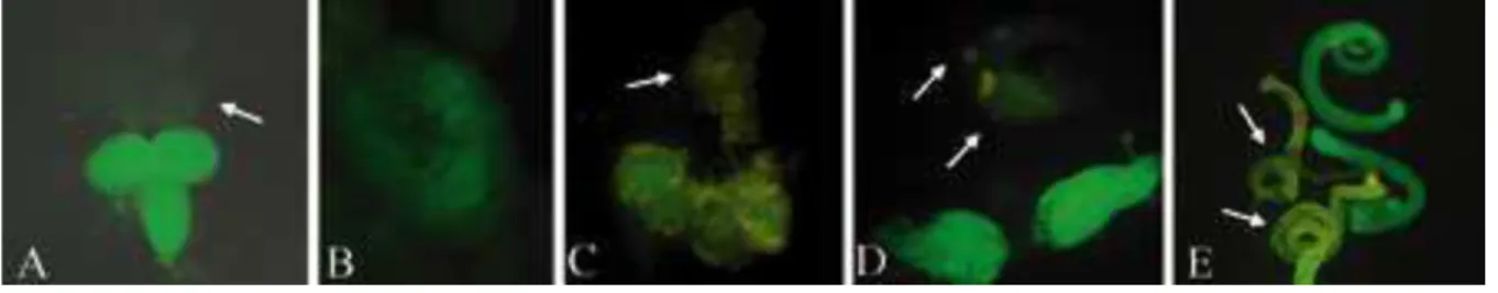 Figure  3:  gfp  expression  in  D.  melanogaster  driven  by  the  upstream  region  of  the  P-boc  neogene (boc-GFP)