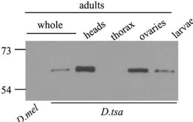 Figure  4:  Presence  of  the  P-TSA  protein  in  the  whole  larvae,  and  adult  heads  and  ovaries