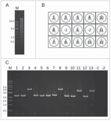 Figure 2. Quality control and cross contamination test. (A) Genomic DNA extracted with our homogenizer