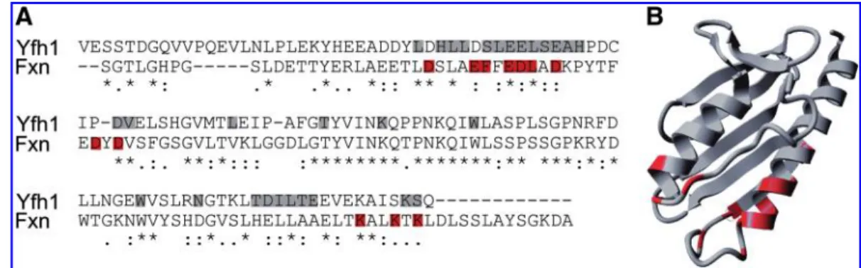 FIG. 11. Mapping of frataxin residues that interact with ferrochelatase. (A) FXN and Yfh1 amino acid sequence alignment showing the frataxin residues, identified by NMR spectroscopy, that show a chemical-shift perturbation as a result of complex formation 