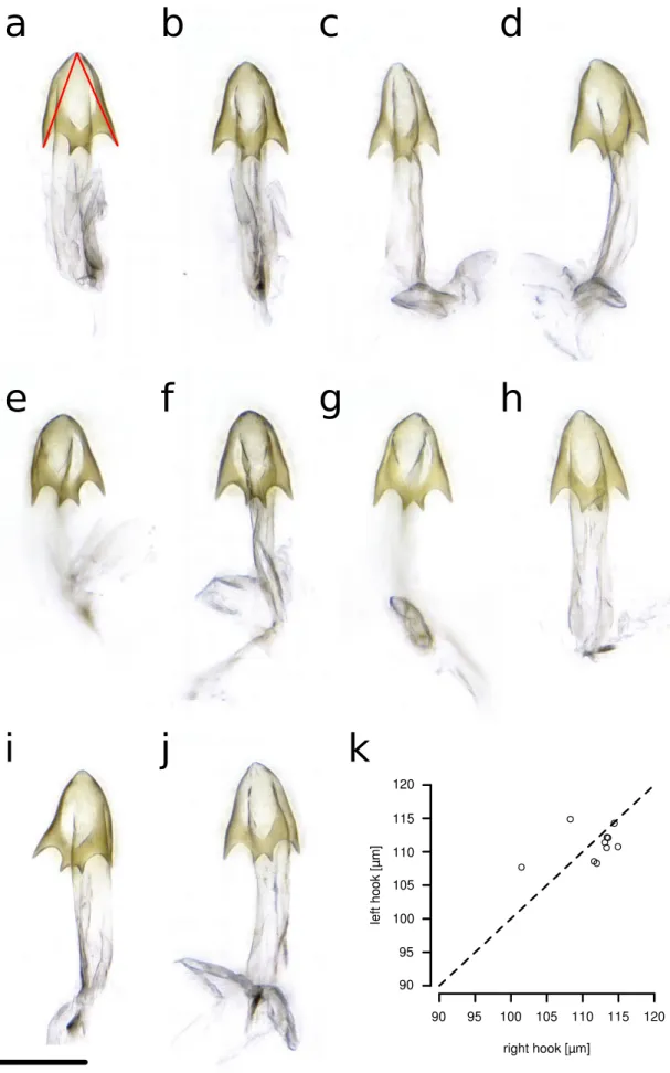 Figure S4: No asymmetry is detected in the aedeagus of D. machalilla. Preparations in ventral view (a) The red lines indicate the length measurements of ventral apical hooks (see materials and methods)