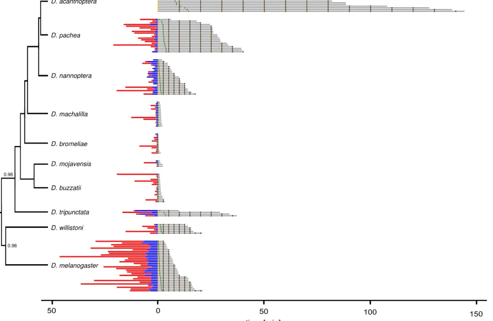 Figure S6: Courtship and copulation duration in D. pachea and related species. The phylogenetic relationships of analyzed species are indicated on the left with a bayesian phylogeny based on a multilocus dataset of Lang et al