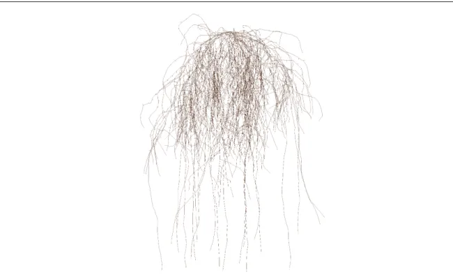 Fig. 1 Example of a 20-days-old maize root system generated by RootBox composed of 10611 segments