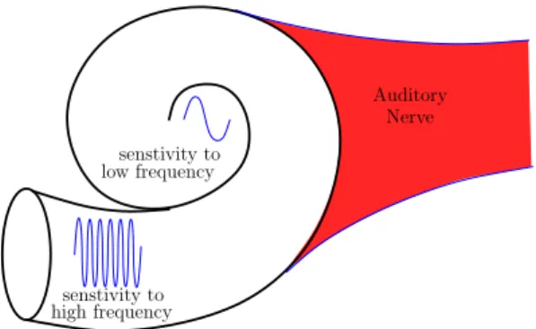 Figure 1: Perceived pitch of a sound depends on the location in the cochlea that the sound wave stimulated