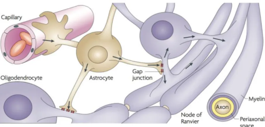 Figure 3 : Partenaires gliaux du SNC. Les oligodendrocytes myélinisent les axones. Ils sont en contact étroit avec  les ast o tes pa  l’i te diai e de jo tio s gap