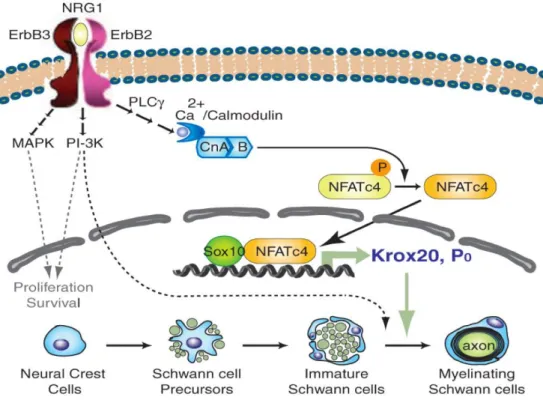 Figure 10 : Effets synergiques de NFATc4 et Sox10  su  l’e p essio  de K o    et P .  NRG1 indirectement active  NFAT   ui a e  So   a i dui e l’e p essio  de K o  et de P , pe etta t le passage des CS i atu e e  CS  myélinisante (Kao et al., 2009)