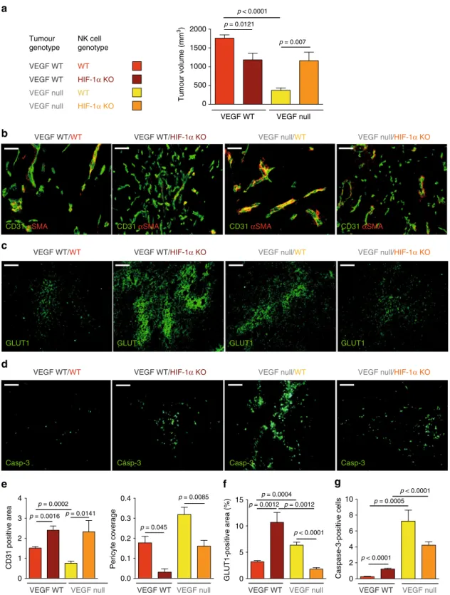 Fig. 7 Deletion of HIF-1 α in NK cells rescues the growth of VEGF-de ﬁ cient tumours. a Tumour volume analysis of VEGF WT and VEGF null ﬁ brosarcoma isografts implanted in WT and HIF-1 α KO mice at endpoint, day 10