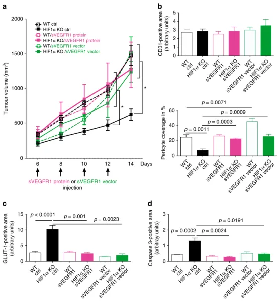 Fig. 4 Reconstitution of sVEGFR1 rescues the HIF-1 α KO phenotype. a Tumour volume analysis of MC38 isografts implanted in WT and HIF-1 α KO mice after intratumoural injection with recombinant sVEGFR1 protein or sVEGFR1 vector at day 4, 6, 8, and 12 at end