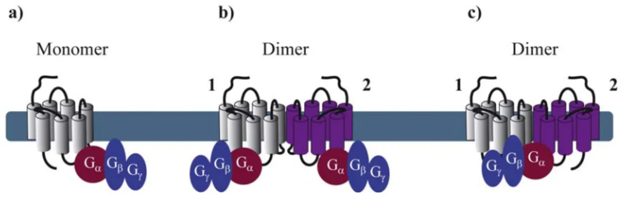 Figure 1. Stoichiometry of G protein coupling to GPCR dimers. (a) The minimal  functional unit is constituted of one monomeric receptor and one heterotrimeric G protein; 