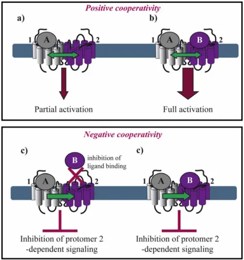 Figure 2. Asymmetry in ligand binding within a GPCR dimer. Positive cooperativity: (a)  One agonist (A) binding to a dimer results in GPCR partial activation; but (b) two agonists  (A, B) are required for full activation