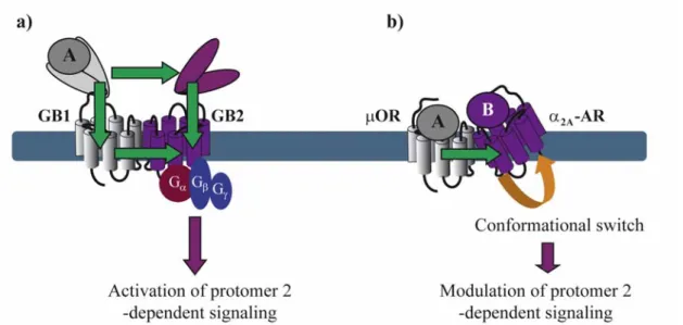 Figure 3. Conformational changes within a GPCR dimer. (a) Agonist A binding to the  VFT of GB1 induces conformational changes that are transmitted to the VFT and the  transmembrane (TM) domain of GB2 and activate its G protein