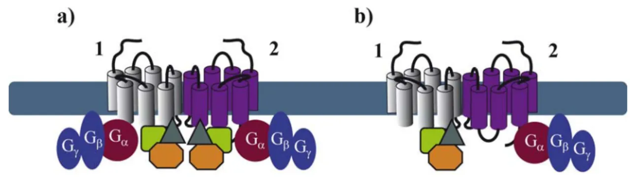 Figure 4. Symmetry (a) and asymmetry (b) of GIP and G protein coupling within a GPCR dimer