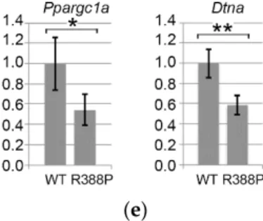 Figure 4. Gene expression related to fiber type determination in TA expressing WT or R388P mutant  lamin A