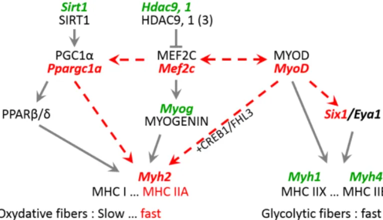 Figure 5. Expression pathways for genes encoding key factors related to Myh2 and MHC IIA  expression that are induced by expression of mutant lamin A in mouse TA