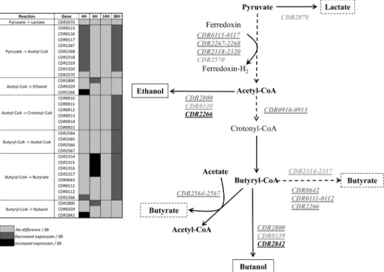 Fig 3. Gene regulation in the fermentation pathway involved in the production of butyrate, butanol and ethanol.