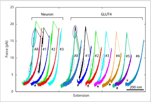 Figure 4. Overlapping force-extension curves obtained by repeatedly pulling a single neuronal or GLUT4  SNARE complex, revealing robust and common step-wise SNARE assembly and disassembly