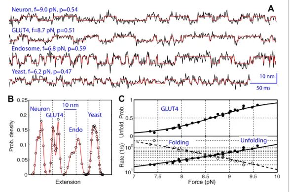 Figure supplement 1. Folding energy and kinetics of SNARE linker domains. 