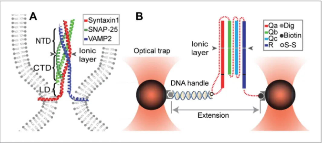 Figure supplement 1. Amino acid sequences of the chimeric SNARE protein constructs used for the single-molecule  manipulation study of SNARE assembly