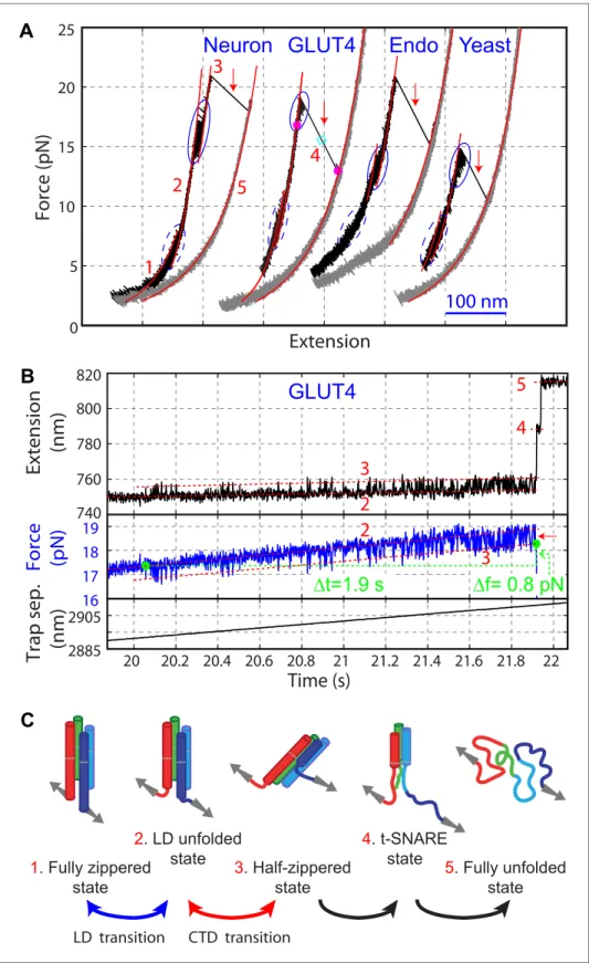 Figure 2. Four representative SNARE complexes assemble or disassemble via common intermediates and  pathways
