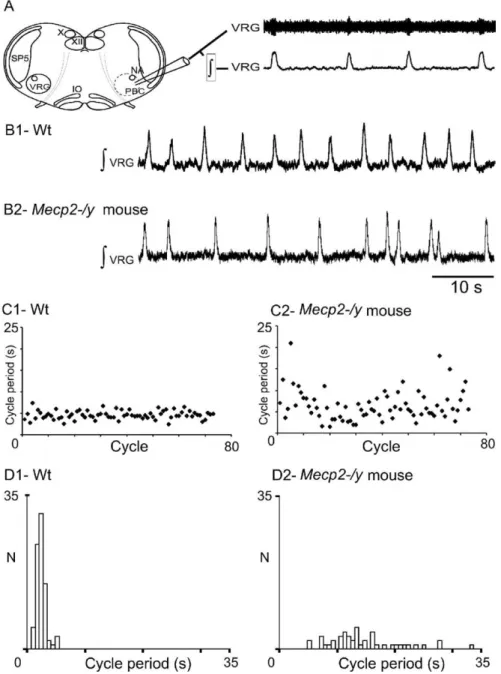 Figure 5. Central respiratory rhythm is disturbed in young Mecp2-/y mice. A, Schematic of a transverse brainstem slice that spontaneously generates respiratory rhythmic activity