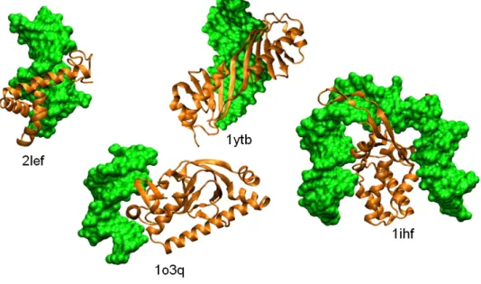 Figure 2.7: Examples of protein-DNA complexes. The proteins, which present various DNA-binding motifs (see text), are shown in ribbon representation (orange); from left to right, lymphoid enhancer-binding factor (2lef), catabolite gene activator (1o3q), TA