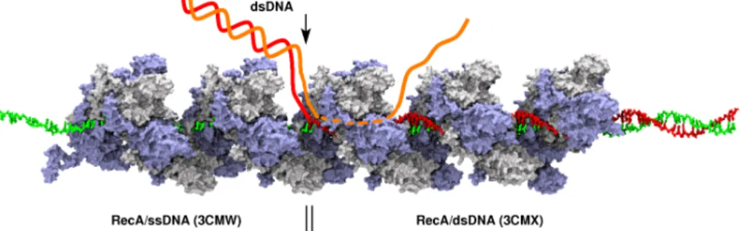 Figure 3.1: (left) before strand exchange, RecA monomers, alternatively colored white and blue, are polymerized on a single DNA strand (green); (middle)  homol-ogous dsDNA is incorporated in the filament and its complementary strand (red) switches its Wats