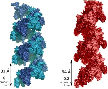 Figure 3.5: Crystal structures of the RecA filament. The crystal structures of the RecA-ADP (left, PDB ID 2REB) [29] and RecA-ATP (right, PDB ID 3CMW) [30] filaments are shown in surface representation