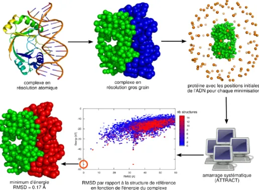 Figure 5.4: The ATTRACT docking approach. Scheme of the AT- AT-TRACT docking strategy in the case of a protein-DNA complex