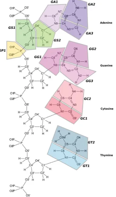 Figure 6.1: Definition of the five (pyrimidines) or six (purines) grains representing each of the four nucleotides.
