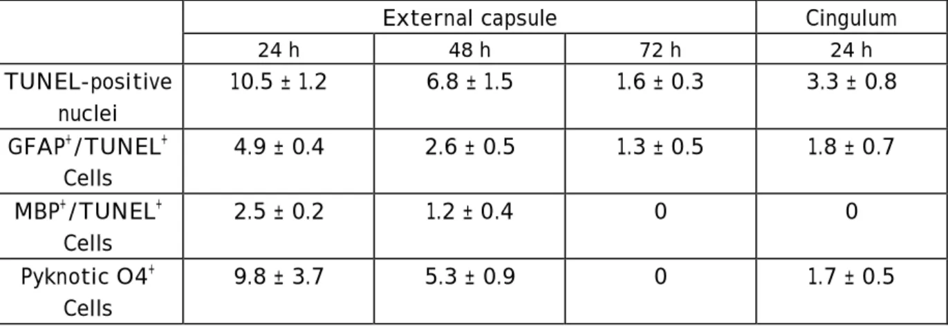 Table  2  :  Quantification  of  cell  demise  in  the  white  matter  (external  capsule  and  cingulum, at bregma –2.5 mm) after reperfusion after ischemia in P7 rat pups