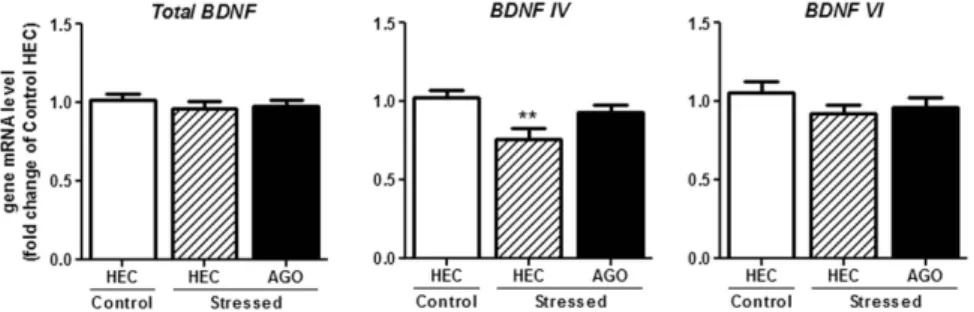 Table 2.   Long-lasting effect of chronic social defeat stress and chronic agomelatine on synaptic plasticity  markers mRNA expression in the hippocampus