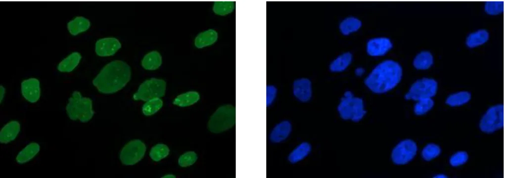 Fig. 1. Nuclei of cells in immunofluorescence images: 