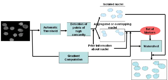 Figure 3 shows the flow chart of the full automated cell segmentation procedure. It is a three steps approach