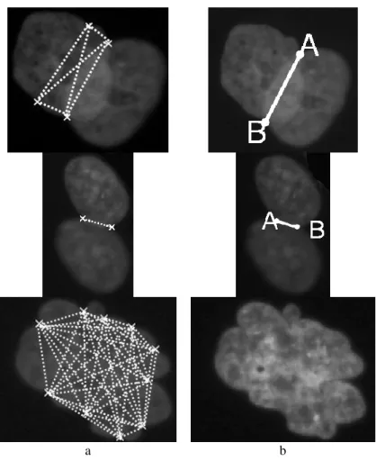 Fig. 6. Selection of a true separation segment [AB] (b) among all potential segments linking two significant  concavity points (a) in various nuclei configurations 