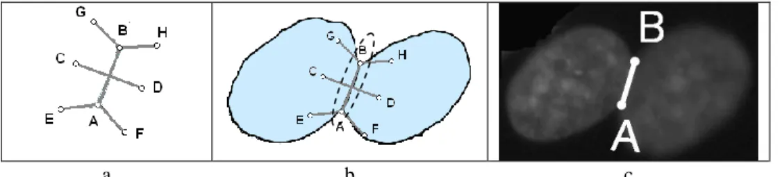 Fig. 9. Use of the Aggregating template (a) to select (b) the true separation  segment (c) in aggregated nuclei configurations 