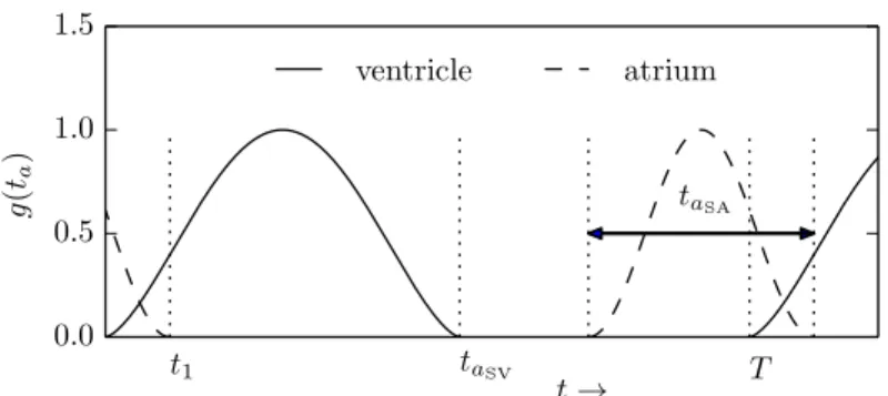 Figure 2: Sarcomere properties and chamber activation functions